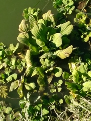 Pistia stratiotes