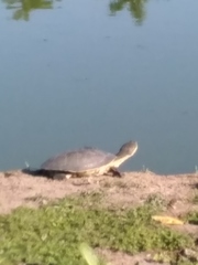 Phrynops hilarii
