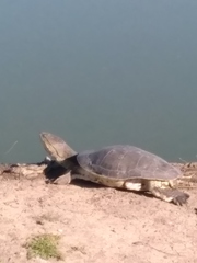 Phrynops hilarii