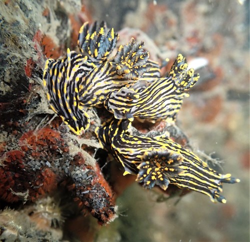 Sorcerer's Dorid
