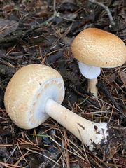 Agaricus smithianus