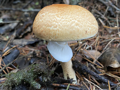 Agaricus smithianus