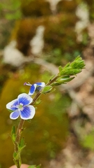 Veronica chamaedrys chamaedryoides