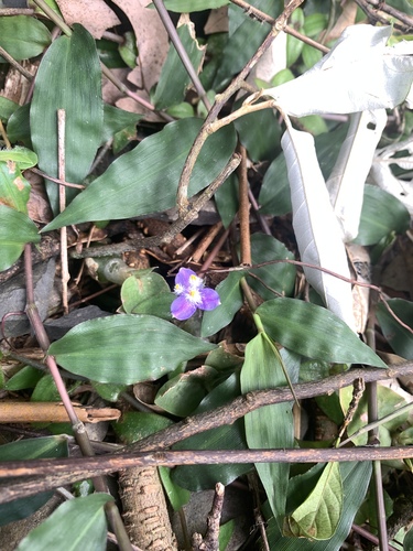 Cyanotis kawakamii