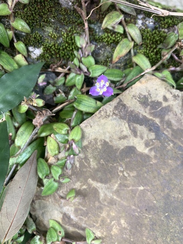Cyanotis kawakamii, photograph 1
