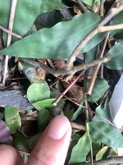 呂一起(Lyu yi-chi), CC BY, iNaturalist via GBIF Cyanotis kawakamii, photograph 呂一起(Lyu yi-chi), CC BY, iNaturalist via GBIF