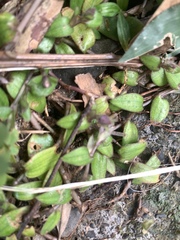 呂一起(Lyu yi-chi), CC BY, iNaturalist via GBIF Cyanotis kawakamii, photograph 呂一起(Lyu yi-chi), CC BY, iNaturalist via GBIF