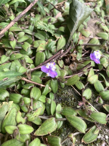Cyanotis kawakamii, photograph 6