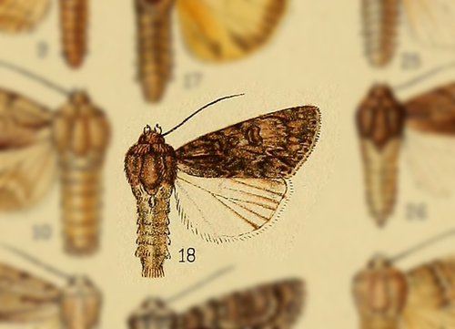 Acronicta regifica