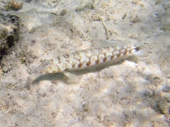 Parapercis millepunctata