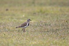 Vanellus melanopterus minor