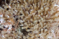 Margaretta levinseni