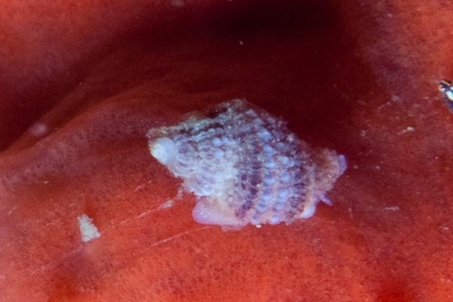 Nassarius capensis observed 2021-10-23