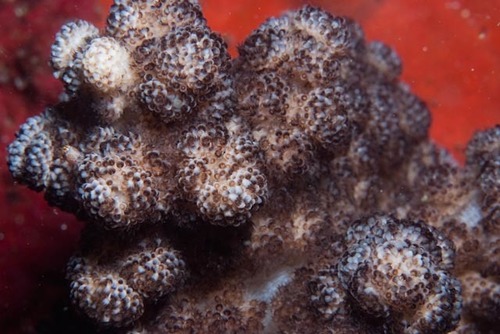 Eunephthya thyrsoidea (Verrill, 1865)