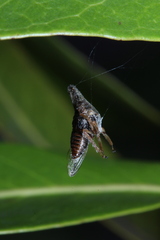 Aconophora compressa