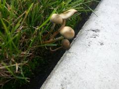 Psilocybe stuntzii