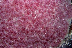 Aplidium flavolineatum