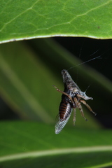 Aconophora compressa