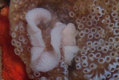 Goniodoris brunnea