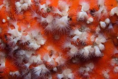 Parazoanthus capensis