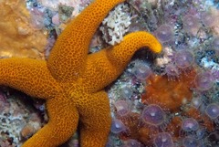 Fromia schultzei