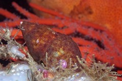 Alcyonidium nodosum