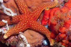 Fromia schultzei