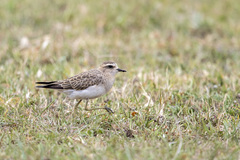 Charadrius asiaticus