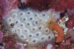 Afrocominella capensis simoniana