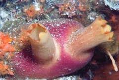 Ascidia incrassata
