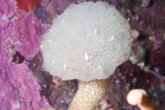Aplidium circulatum