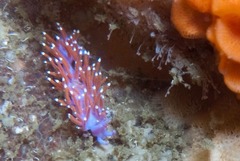 Paraflabellina funeka