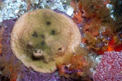 Calyptotheca nivea