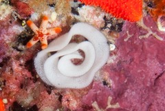 Cadlina sp-c