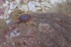 Ochlesis lenticulosus