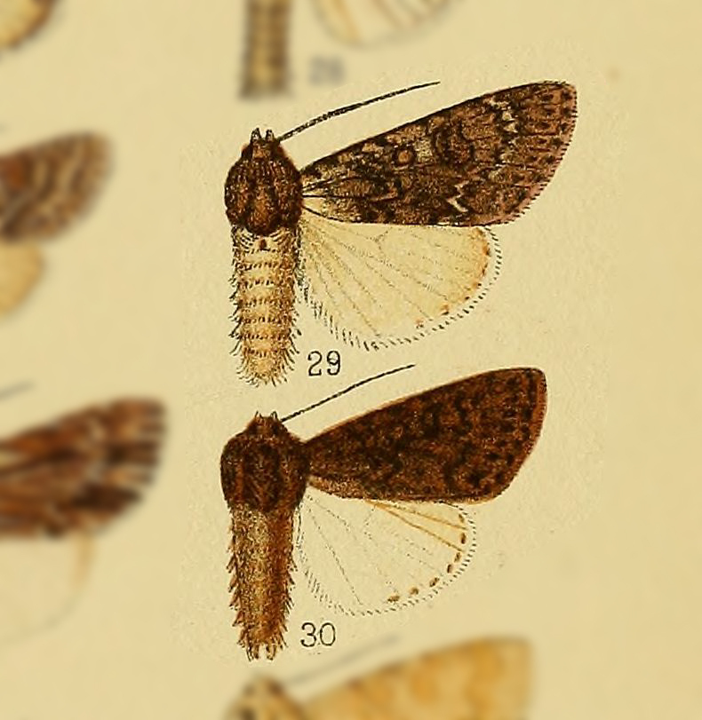 Acronicta grumi