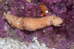 Thyone aurea