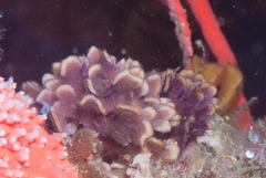 Chaperiopsis multifida