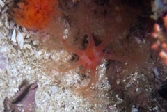 Thyone aurea