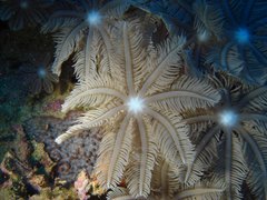 Clavularia