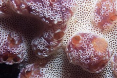 Botrylloides magnicoecus