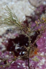 Chaetomorpha linum
