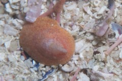 Crepidula porcellana