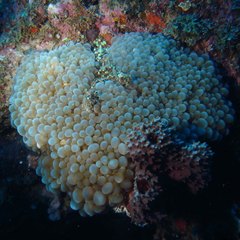 Physogyra lichtensteini