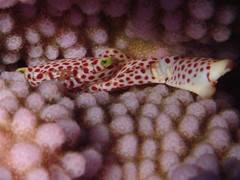 Trapezia rufopunctata