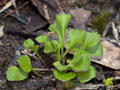 Viola cleistogamoides