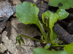 Viola cleistogamoides