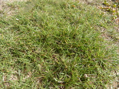 Zoysia matrella