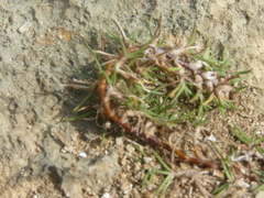 Zoysia matrella