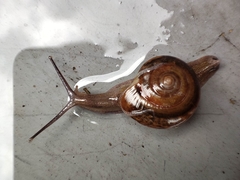 Macrochlamys hippocastaneum